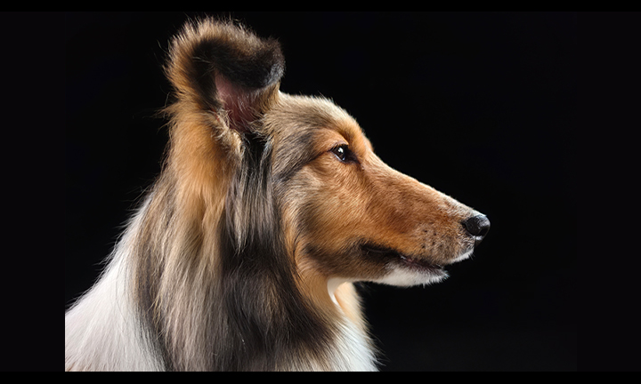 A portrait of a dog has been shot using Galaxy S26 Ultra's 200 MP camera. Texture and details remain true-to-life.