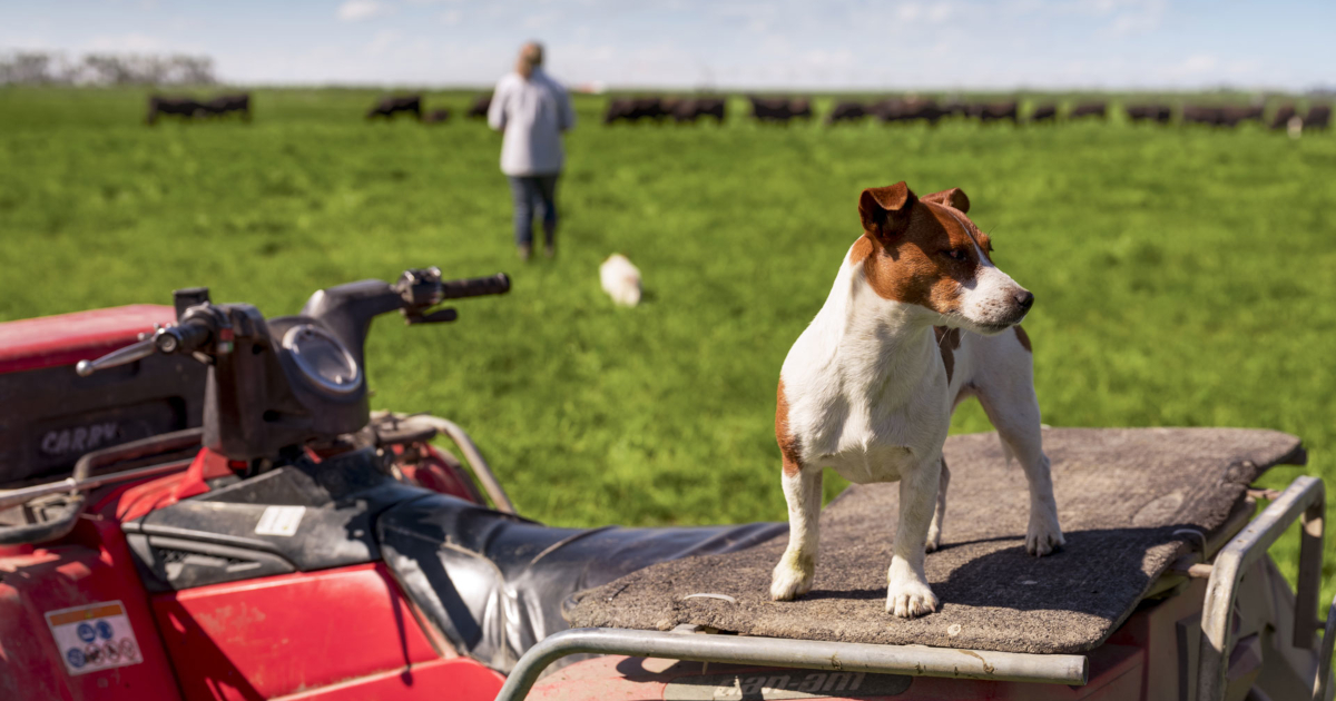 dog-atv-1200x630.jpg